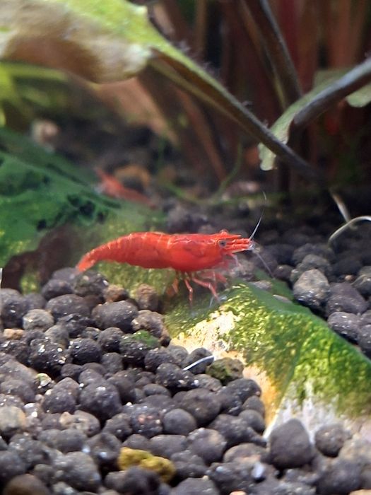 Camarões Neocaridina  Fire Red