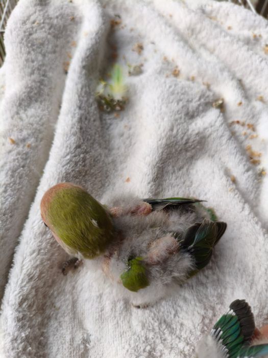 Agaponis roseicollis para criar a mao