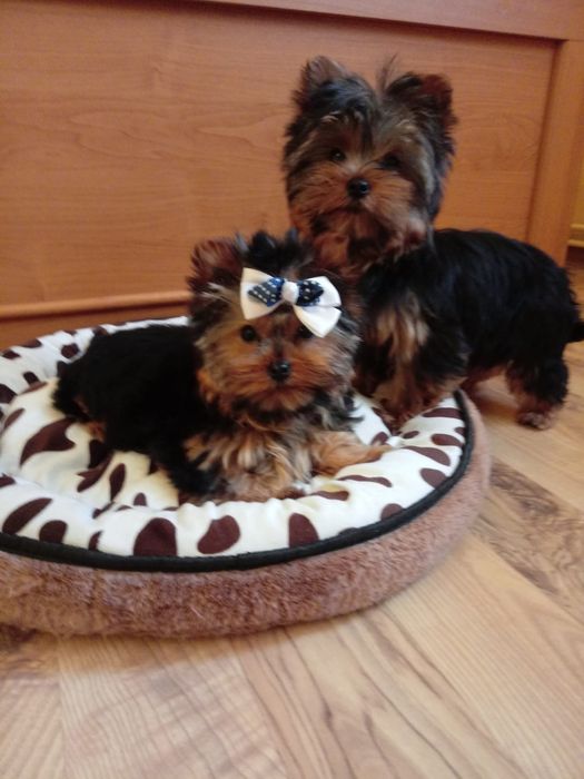 Śliczna sunia yoreczek z rodowodem