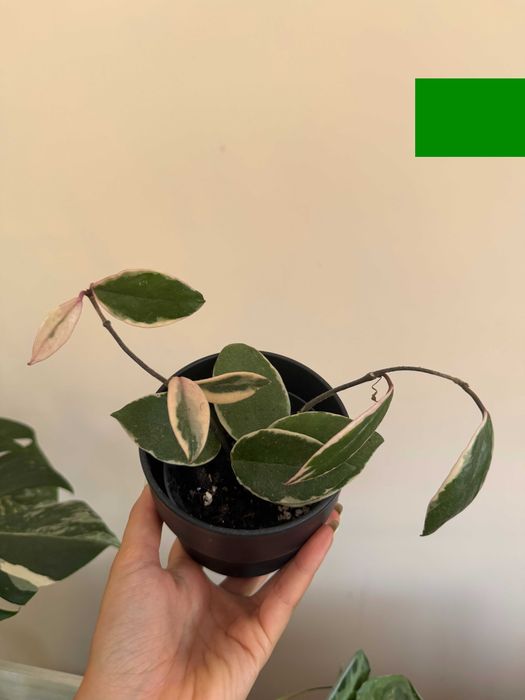 Planta Hoya Flamingo