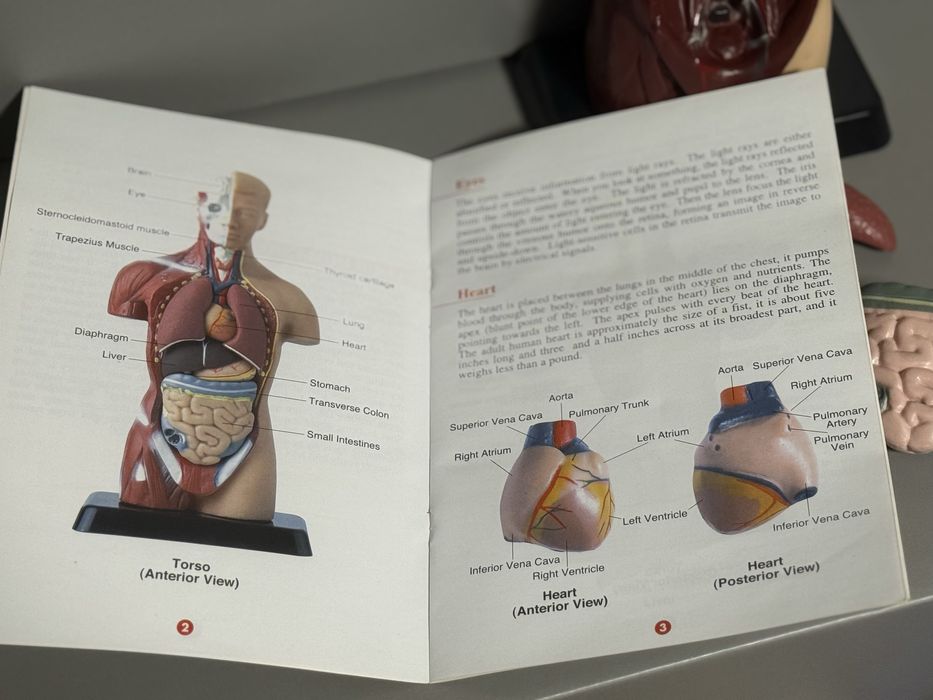 Анатомічна модель «Анатомія для школярів» 26см з буклетом англійською