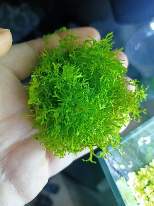 Roślina akwariowa Wglebka wodna