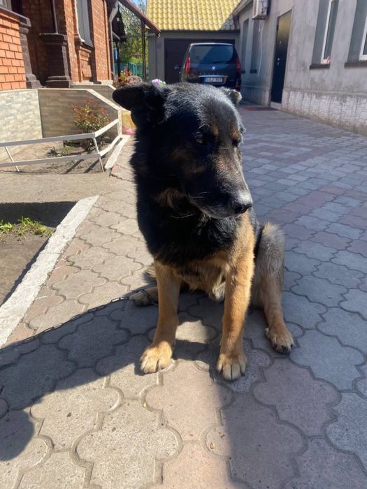 Віддам собаку в гарні руки