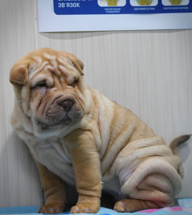 Продаються цуцики породи Шарпей