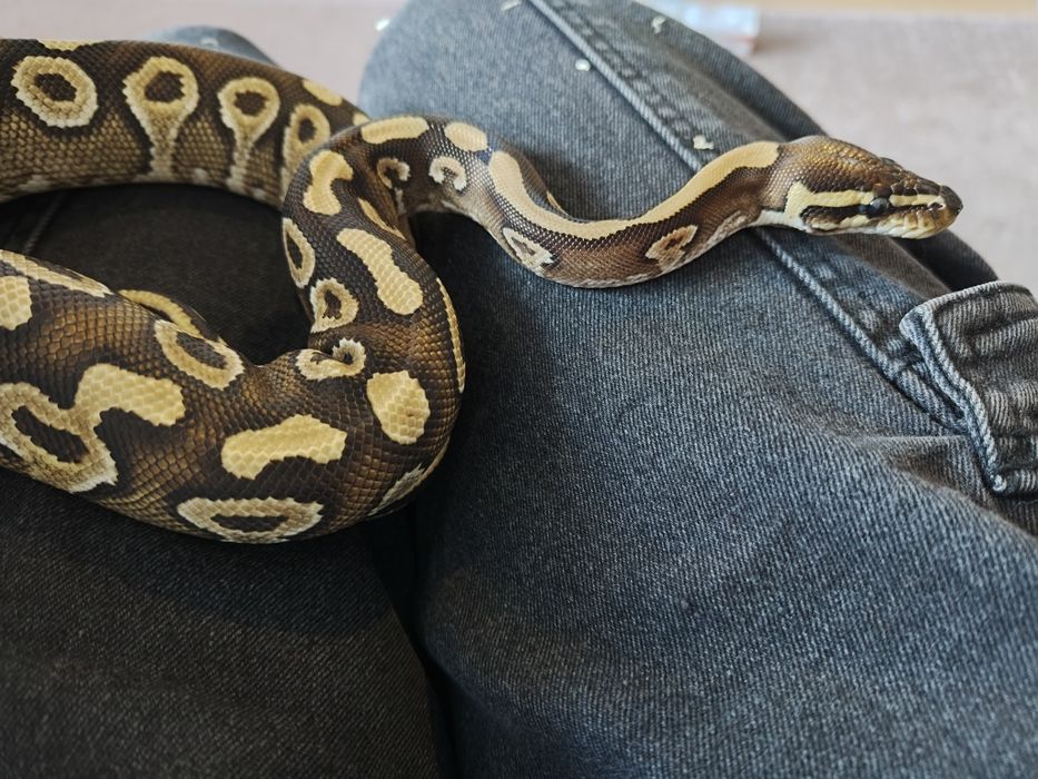 Wężyk samiec kolorowy