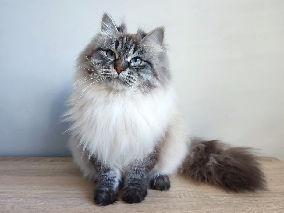 Клубна невська маскарадна кішка шукає сім'ю