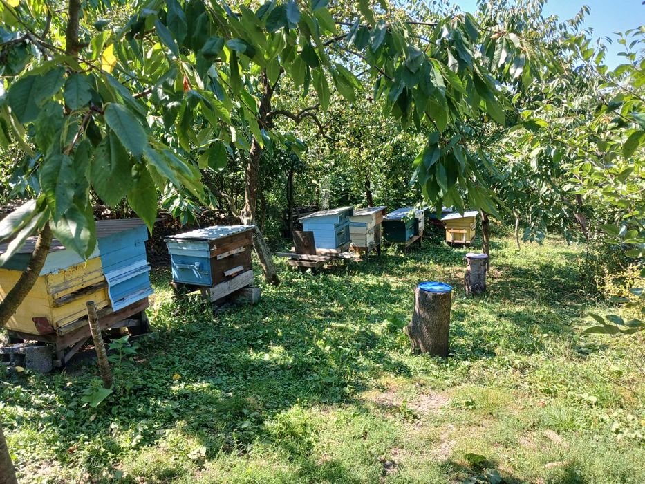 Бджоли  вулики бджолині