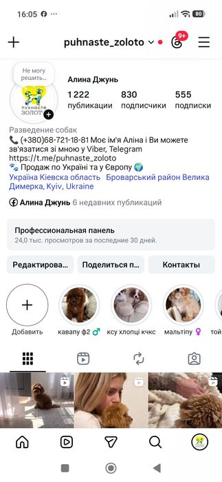 Девочки Кавалер Чарльз кинг-спаниель