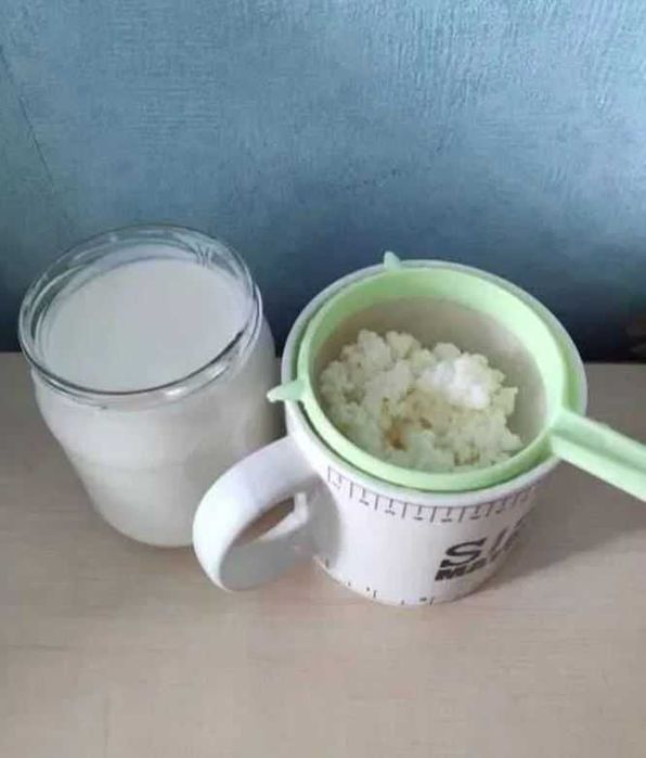 Grzybek tybetański na probiotyczny kefir domowy bogaty w białko i B12