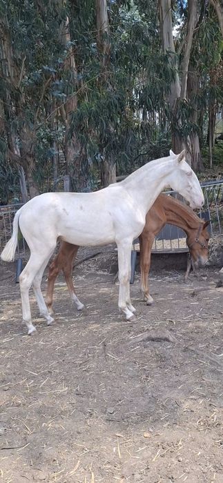 Poldra psl 1 ano