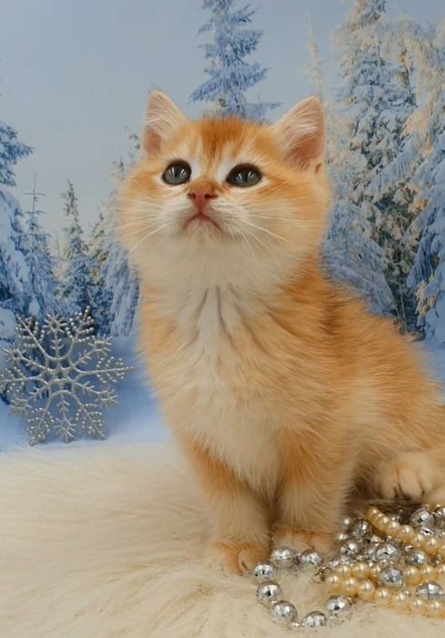 Насичений золотий завуальований британський шиншила ny12