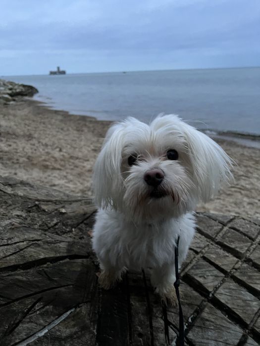 Oddam psa maltańczyka