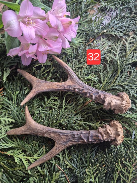 20cm DUŻA  parka poroże sarny rogi deer para rogi