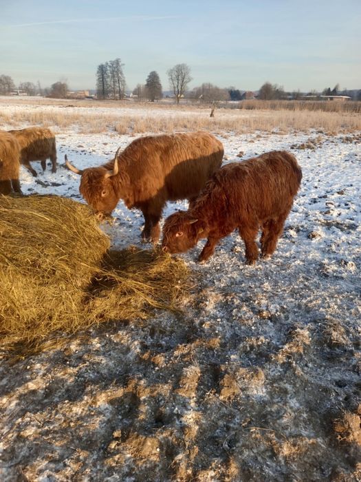 Byczek szkocki rasy Highland Cattle