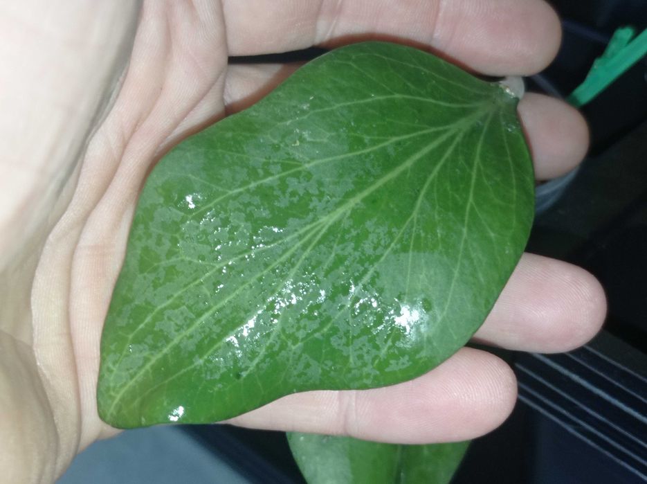 Hoya Hoja PNG sv. 439 cięta