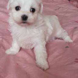 Maltanczyk mini miniaturka