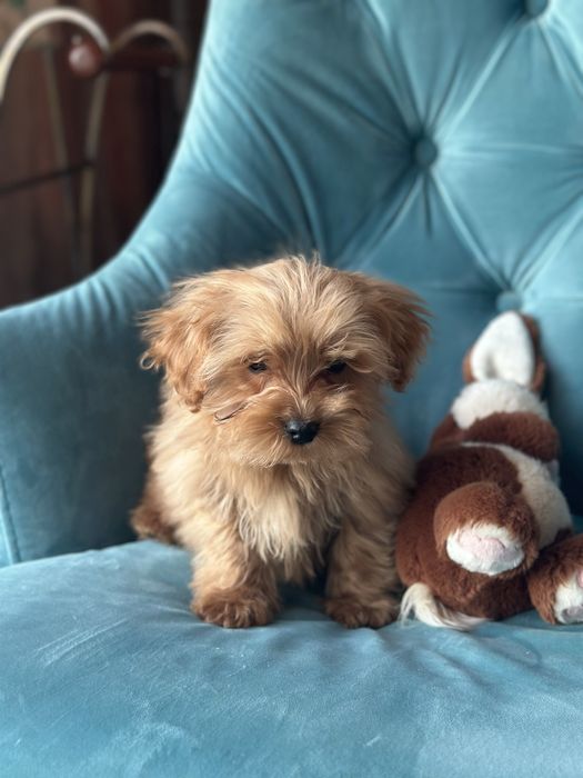 Малыш мальтипу ф1 f1 беби фейс baby face карамельного цвета окраса