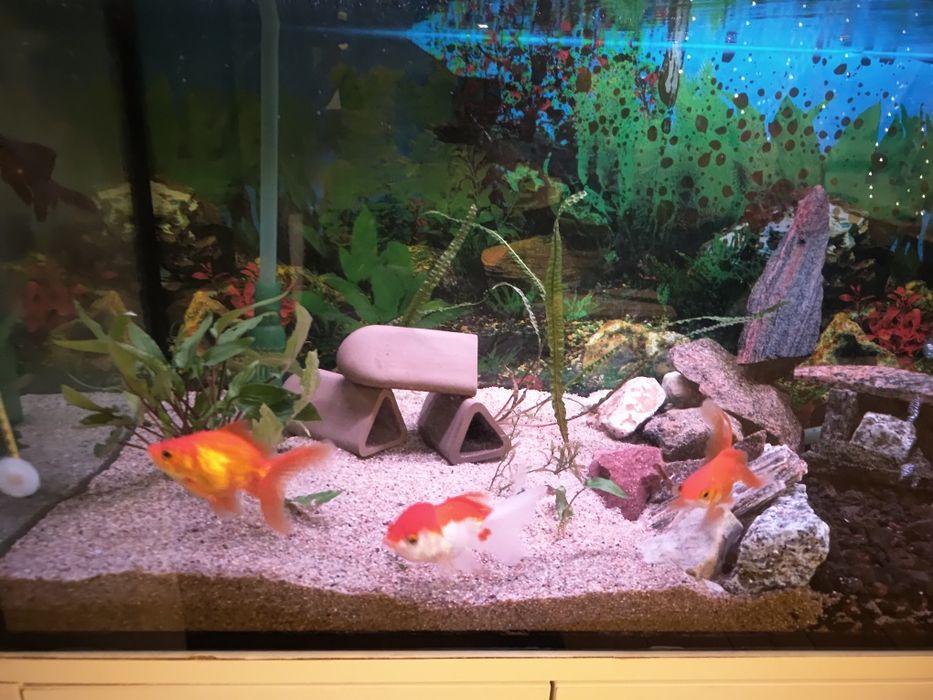 Welony 4 sztuki duze