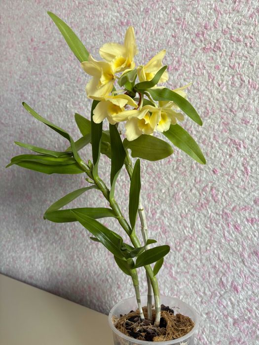 Орхідея Дендробіум Нобіле Жовтий