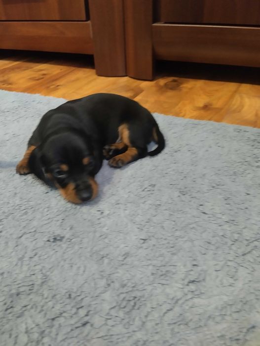 Jamnik szczeniak czarno podpalany