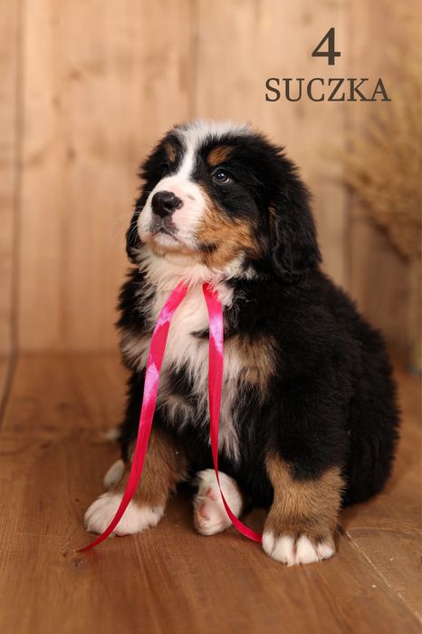 Berneński pies pasterski suczka