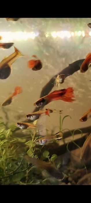 Rybki gupiki pawie oczka – młode i dorosłe