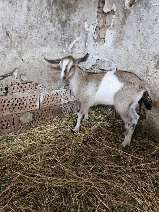 Sprzedam młode kózki