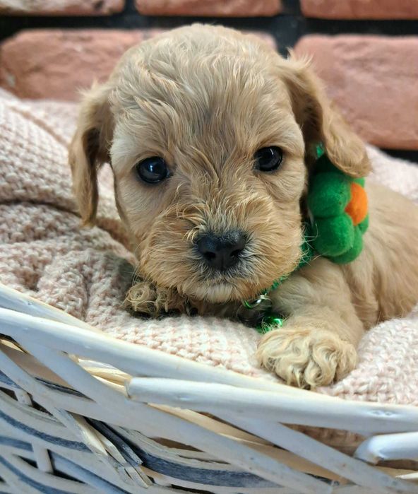 Cavapoo piękności