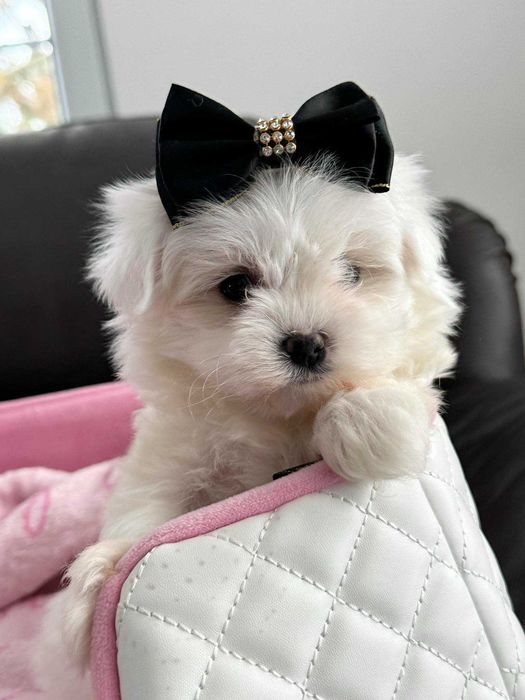 Maltańczyk Piękny Chłopczyk. Pełna dokumentacja.