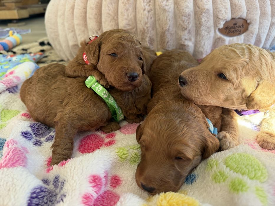 Goldendoodle F1b szczenię