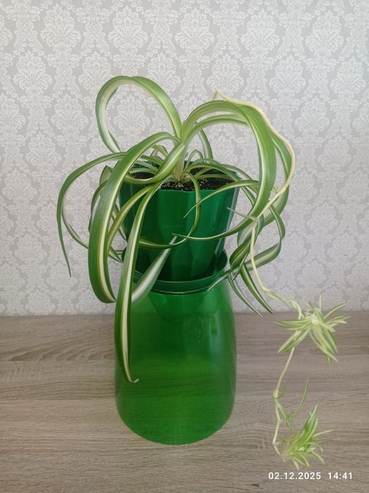 Хлорофитум "Бонни кучерявый"