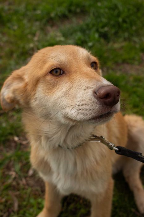 Цуценя, хлопчик, 5 місяців в пошуках дому