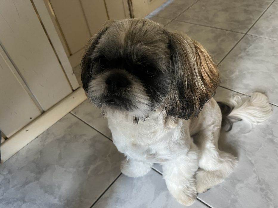 Shih Tzu – 6 miesięcy, piesek szuka nowego domu