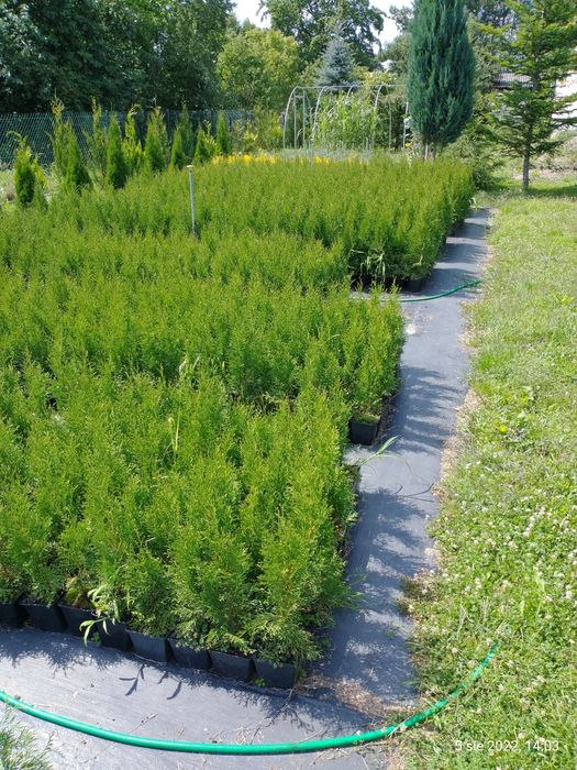 Tuje szmaragd  ok. 80-90 cm