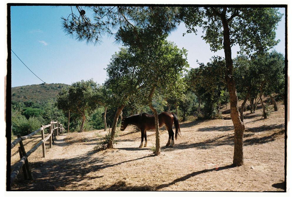 Olympus mju-II 35mm f2.8 sem riscos