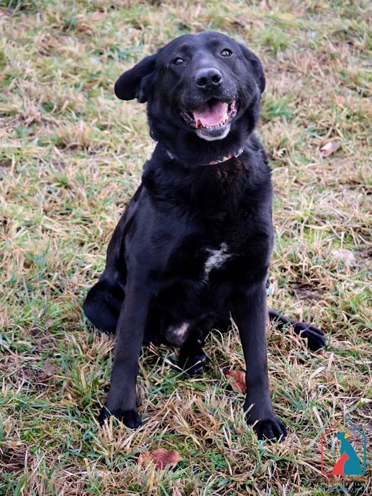 Śliczny, młody, w typie labradora - bardzo wrażliwy i serdeczny pies