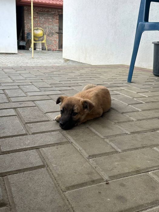 Цуценята хлопчики середні будуть
