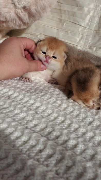 Ласковые и ручные котята золотая шиншилла