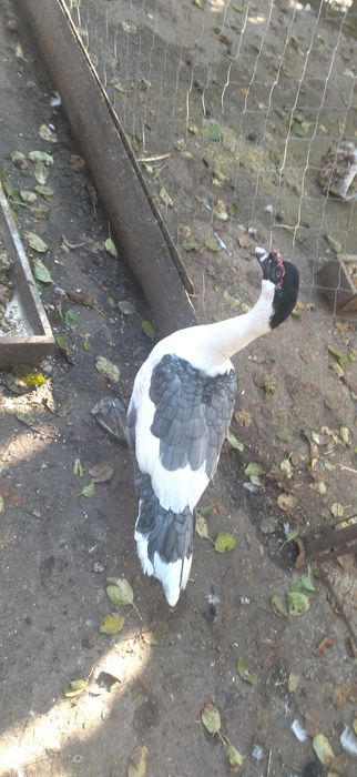 Блакитноплечі індокачки, інкубаційні яйця