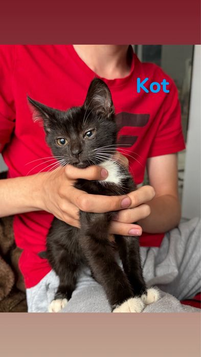 Oddam kotki w dobre rece