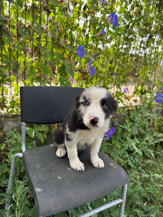 Menino Border Collie Super Giro