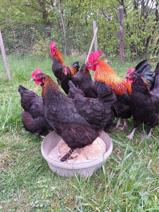 Marans miedzianoszyji jaja lęgowe