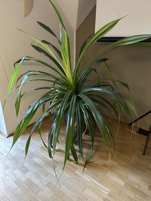 Duża roslina Dracena