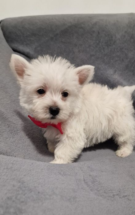 West Highland White Terrier Piesek