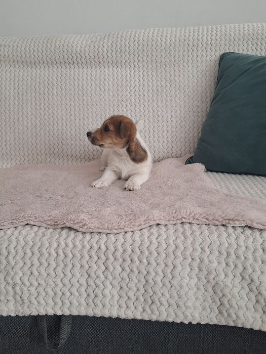 Jack russell terrier szorstko włosy