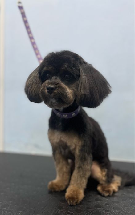 Грумінг .Холодна гора