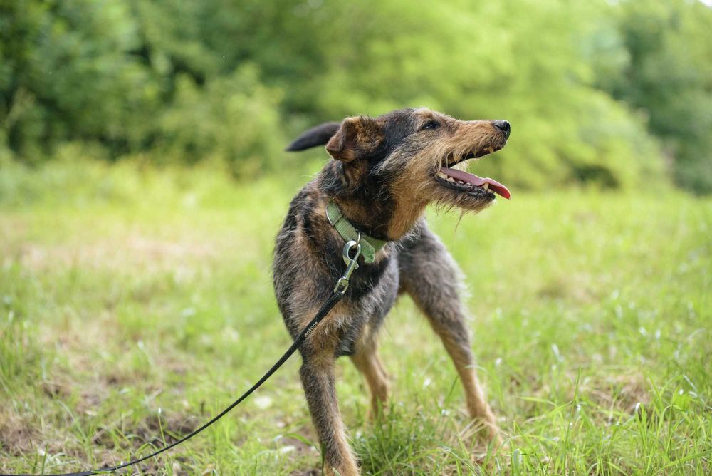 Wspaniały trójłapek w typie terriera - pokochaj Legora