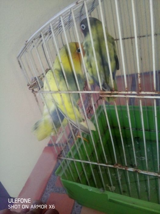 Personatas e fichers para ceder