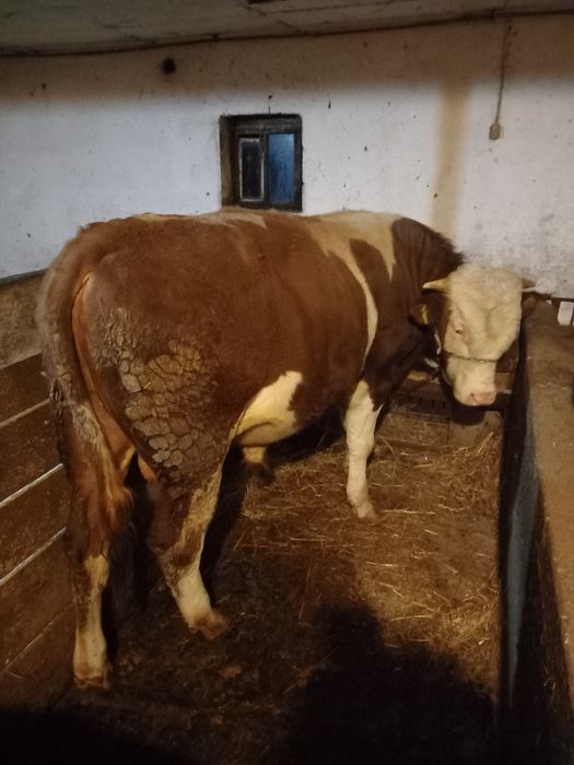 Byk Hereford na zorpłodnika