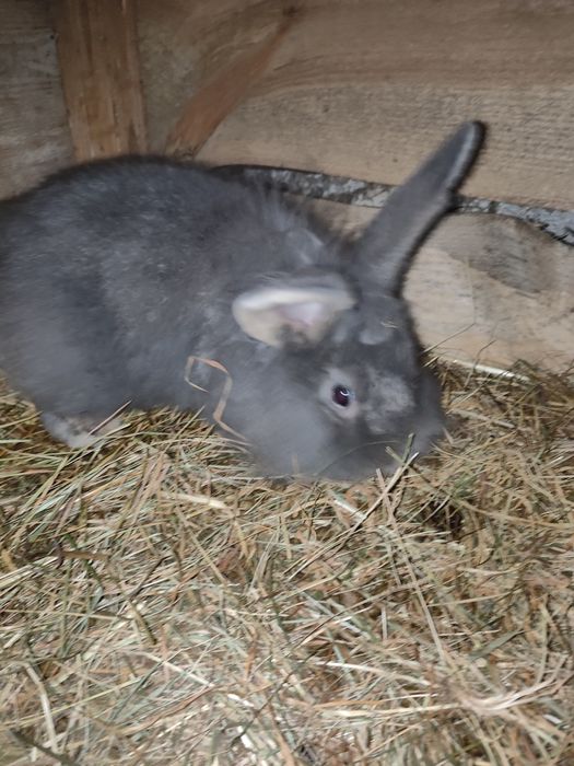 Króliki mix gepard/lew